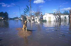 Floods. Buenos Aires. 1985.